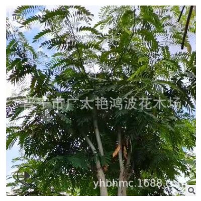 漳州苗圃批发树苗铁刀木5-16cm假植苗观花行道树中山苗圃基地直销