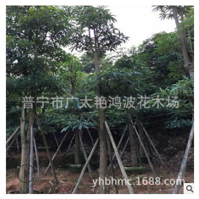 批发供应盆架子假植苗绿化工程承包厂区绿化树苗批发小苗移植树苗