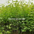 优质丛生紫丁香