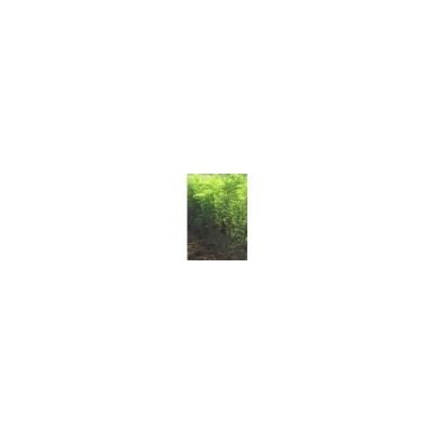 山桃苗 李子苗 刺槐苗 山杏苗图1