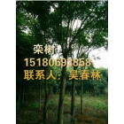 今日栾树最新报价信息_江西哪家的栾树价格便宜_专业栾树供应基地