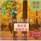 银杏树苗 绿化苗金叶银杏大树 白果苗占地苗 街道绿化苗 量大基地