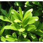 大小叶黄杨 绿植盆景造型 黄杨球 绿景观绿化工程 四季常青绿化苗