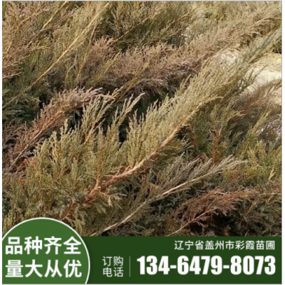 沙地柏 彩霞厂家批发绿化苗 规格齐全 工程绿化 地被植物