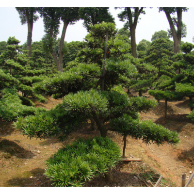 罗汉松批发 湖南造型罗汉松价格台湾罗汉松基地 绿化树苗木