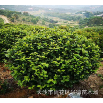 批发茶花球 湖南山茶2-4-5公分高杆茶花树花色大红 绿化苗木