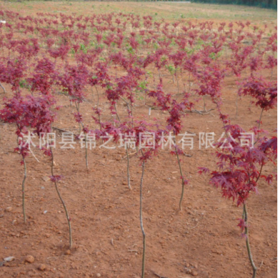 日本红枫树苗批发园林行道植物 中国红枫树 红枫盆景日本红枫小苗