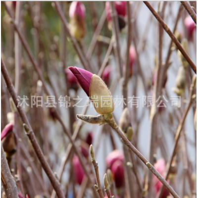 紫玉兰盆栽 观花气味芳香室内盆景苗 绿化花木庭院种植紫玉兰小苗