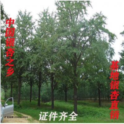 批发银杏树 中国银杏之乡基地批发银杏树园林绿化银杏树 银杏树