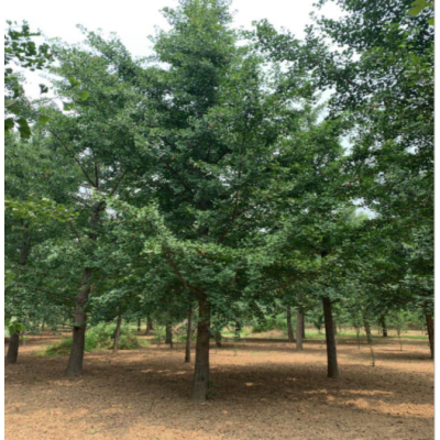 厂家供应3-60公分银杏树 规格多样 基地批发 价格合理 园林绿化