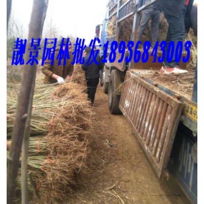江苏连翘新价格 供应连翘工程苗
