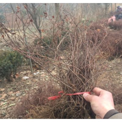 沭阳金焰绣线菊50公分高，金焰绣线菊二年生，金山绣线菊基地直销