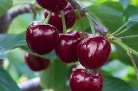加大拿樱桃树苗品种特点如何，市场怎么看待这种樱桃