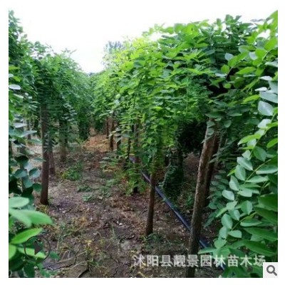 江苏基地龙爪槐树苗 行道槐树绿化造型树园林道路庭荫树垂槐苗