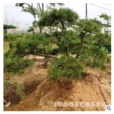 江苏批发黑松树苗 迎客松造型 庭院植物黑松造型树 量大从优