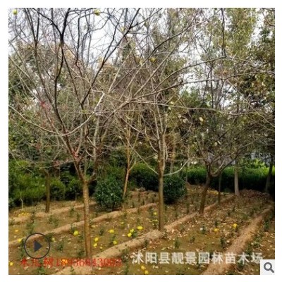 大量木瓜海棠基地 供应邹皮木瓜树价格 庭院观赏开花植物