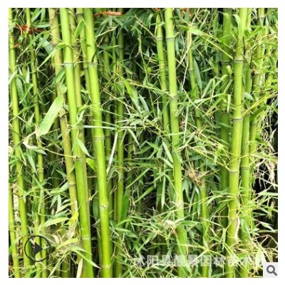 园林绿化竹子树苗 刚竹青竹长青别墅围墙观赏竹类植物 苗圃