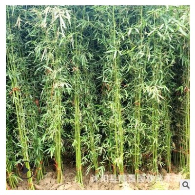 沭阳早园竹价格 青皮竹 四季种植 庭院景观竹子树苗 大量供应