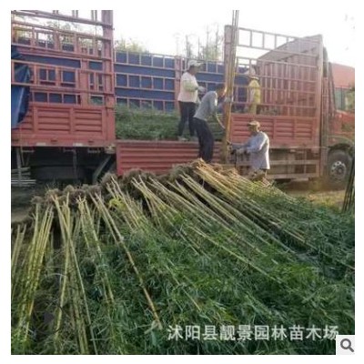 观赏绿化植物黄竹 碧玉间黄金竹 金镶玉竹子庭院别墅种植成活好