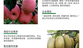 徐州核桃树苗批发价格