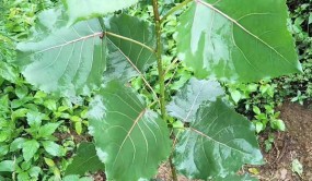 武威附近无絮杨树苗价格