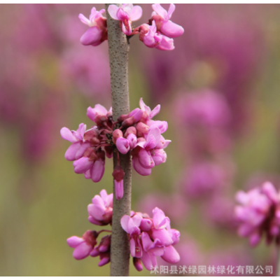 紫荆花苗满条红批发小区道路绿化植物盆栽观赏花卉绿植巨型紫荆树