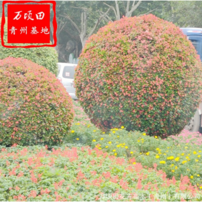 观赏花卉红花海棠小苗 青州苗圃供应海棠 量大从优四季海棠花苗