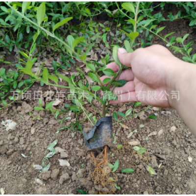 小叶扶芳藤 道路绿化爬藤植物扶芳藤 青州基地批发苗木小叶扶芳藤