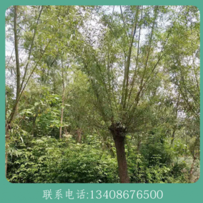 垂柳10-20公分黄金柳树 规格齐全 库存充足 产地直发