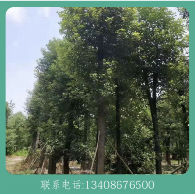 丛生香樟树 可批发绿化植物工程园林树木 常绿小叶香樟10-30公分