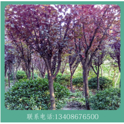 红叶李 丛生红叶李5-10公分 庭院工程人行道绿化风景树