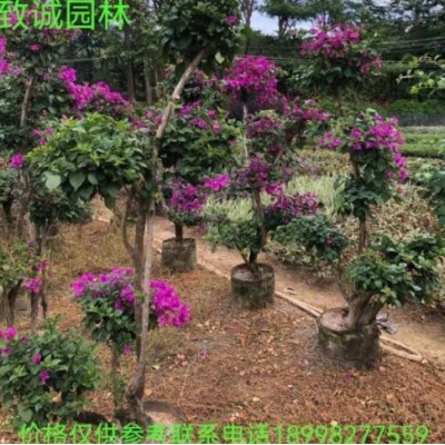 造型勒杜鹃三角梅80-4米高盆苗袋苗广东普宁致诚园林种植基地
