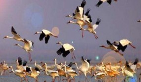 江西鄱阳湖保护区与俄罗斯国家公园共同推进候鸟保护