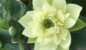 中国荷花睡莲新品种获国际大奖