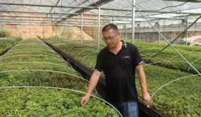 浙江杜鹃花新品种授权总量居全国首位