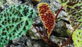 中国秋海棠属物种多样性简报首次发布