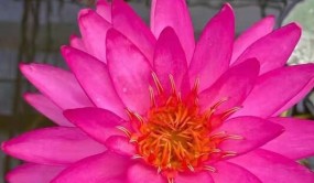 山东两个睡莲新品种获国际登录