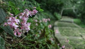 通海秀山：中华秋海棠摇曳生姿尽显生态美