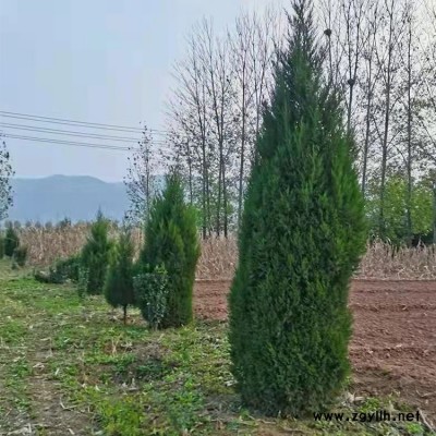 河南 桧柏塔柏 精选厂家 厂家直销 塔柏苗规格齐全