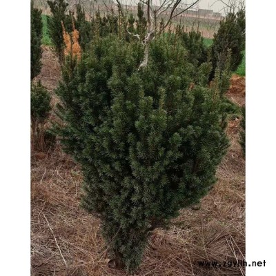 洛阳红豆杉批发价格 红豆杉培育基地 红豆杉小苗