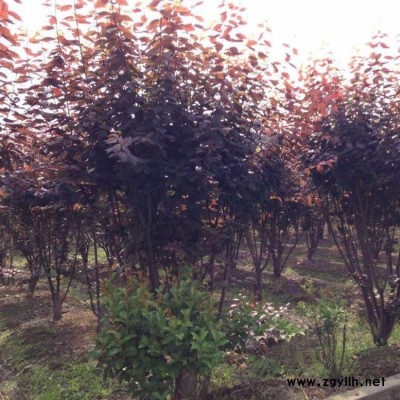 红叶李紫叶李苗 庭院绿化植物