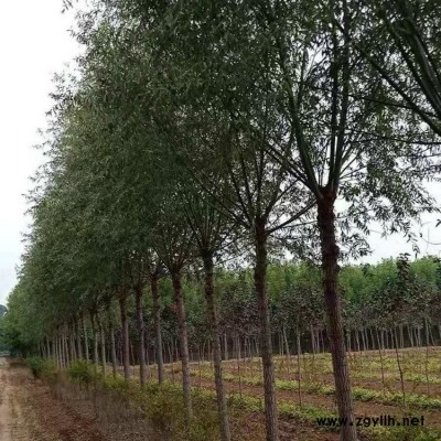 金丝垂柳工程苗 园林绿化垂柳树 金丝垂柳树苗