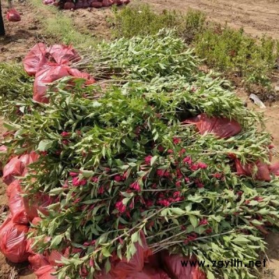 基地供应各种绿化苗 红王子锦带价格 苗圃出售