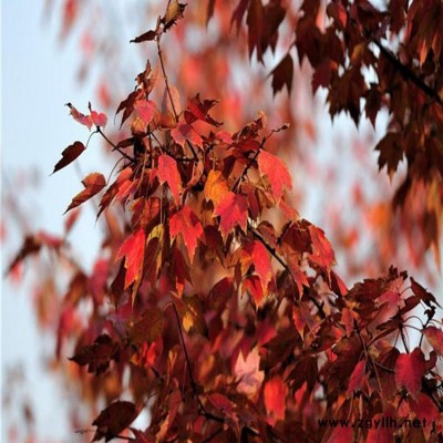 北美枫香 北美枫香价格 北美枫香苗子 北美枫香供应