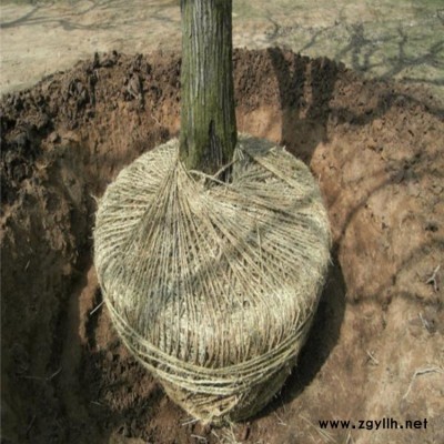 板栗树 板栗树苗 板栗树价格