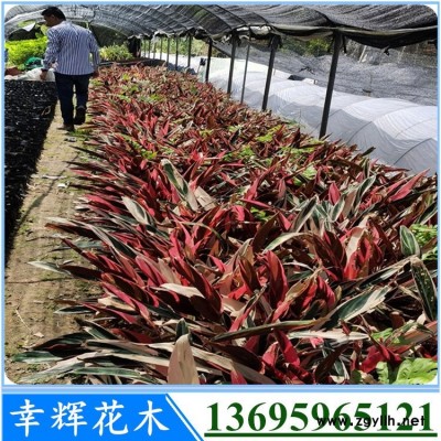 七彩竹芋在漳州市价格贵吗哪里更便宜
