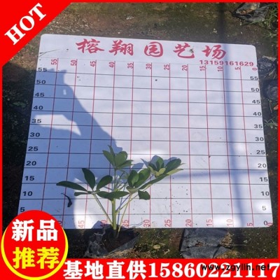 鸭脚木鹅掌柴基地批发农户自产自销大量供应