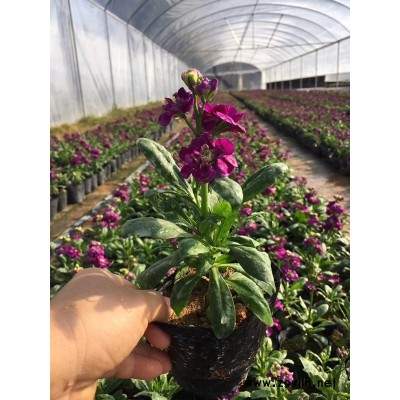 南充市园林场常年种植出售紫罗兰现挖现卖