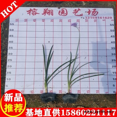 紫娇花25-35价格0.55自家种植大量供应移植袋苗易种植