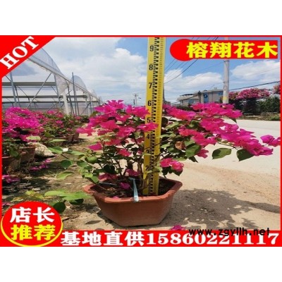 三角梅盆苗18元